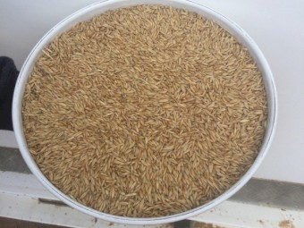 90mt Kowari Oats