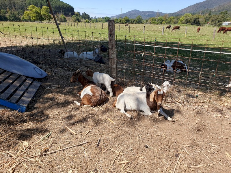 Boer Goats