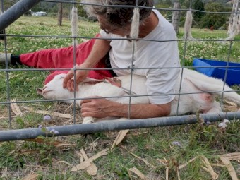 Boer Goats