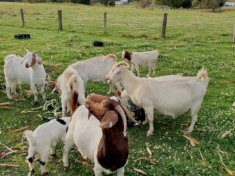 Boer Goats