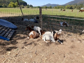 Boer Goats