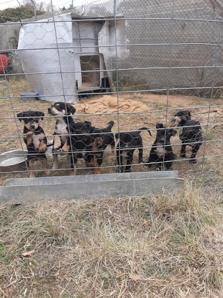 Hunterway pups
