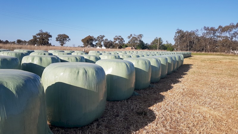 New season Organic silage.  Tested at A1.