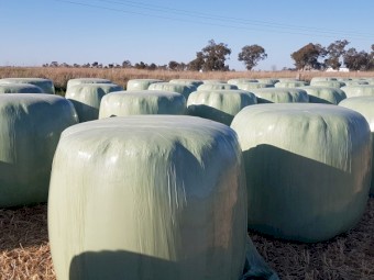 New season Organic silage.  Tested at A1.