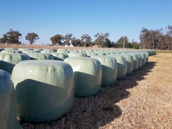 New season Organic silage.  Tested at A1.