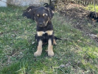 Huntaway Kelpie cross