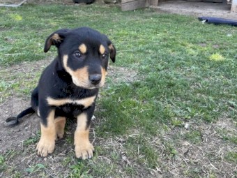 Huntaway Kelpie cross