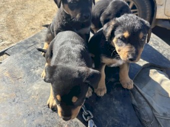 Huntaway kelpie hot sale