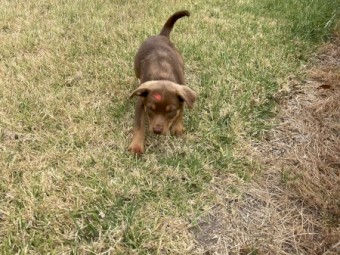 Kelpie Working Dog Puppies