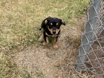 Kelpie Working Dog Puppies