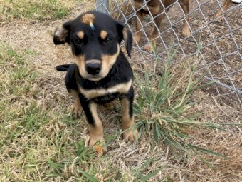 Kelpie Working Dog Puppies