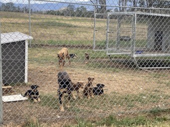 Kelpie Working Dog Puppies