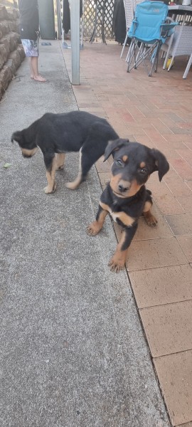 Kelpie Pups must go by 7th October