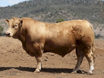 Stud Charolais Bull for Sale