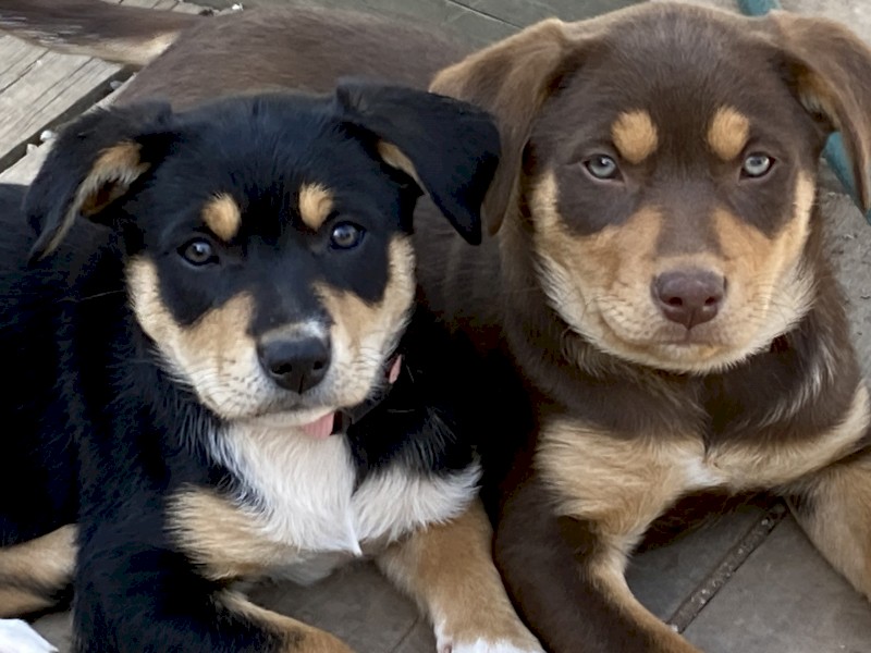 Kelpie Puppies for sale.