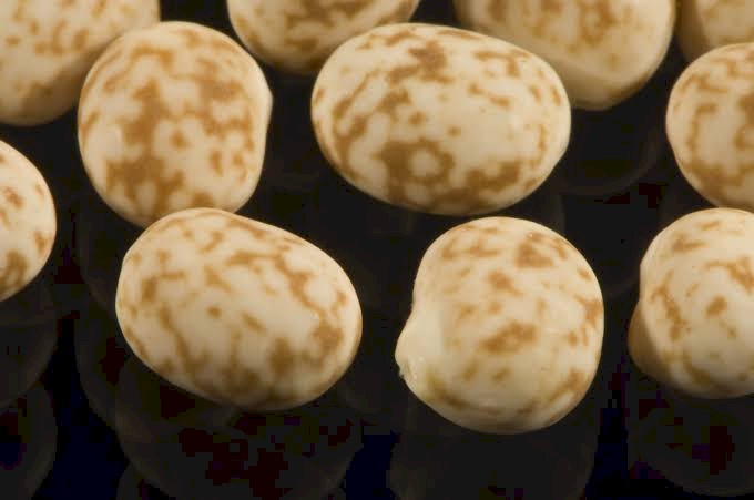 WANTED: Lupins in 1T Bags