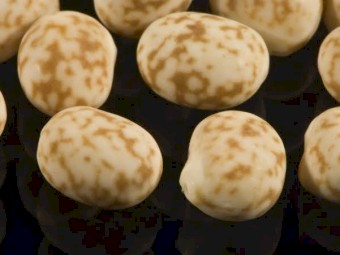 WANTED: Lupins in 1T Bags