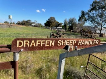 Draffen Sheep Handler