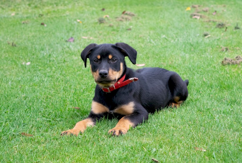 Stud Working Kelpie Pups For Sale, 1 male & 1 female.