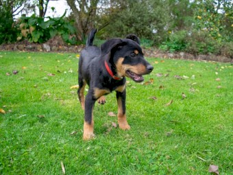 Stud Working Kelpie Pups For Sale, 1 male & 1 female.