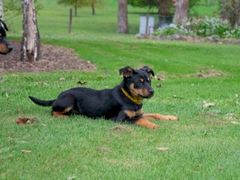 Stud Working Kelpie Pups For Sale, 1 male & 1 female.