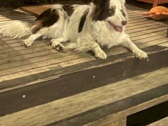 18 month old pure bred border collie choc merle 