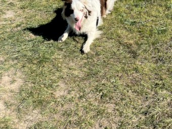 18 month old pure bred border collie choc merle 