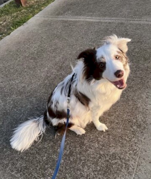 18 month old pure bred border collie choc merle 