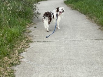 18 month old pure bred border collie choc merle 