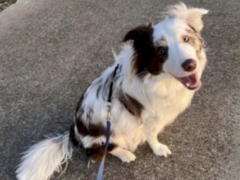 18 month old pure bred border collie choc merle 