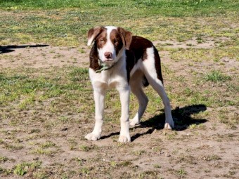 Border Collie pups - good working lines. 