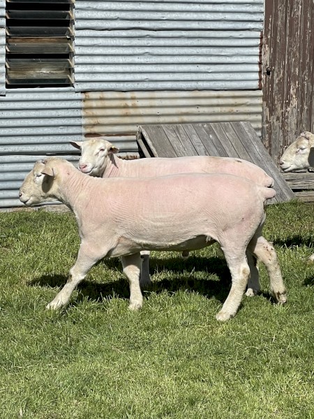 PRICE REDUCED Poll Dorset Rams