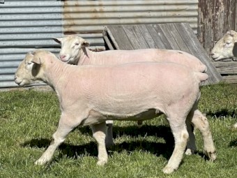 PRICE REDUCED Poll Dorset Rams