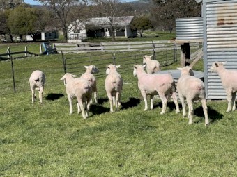PRICE REDUCED Poll Dorset Rams