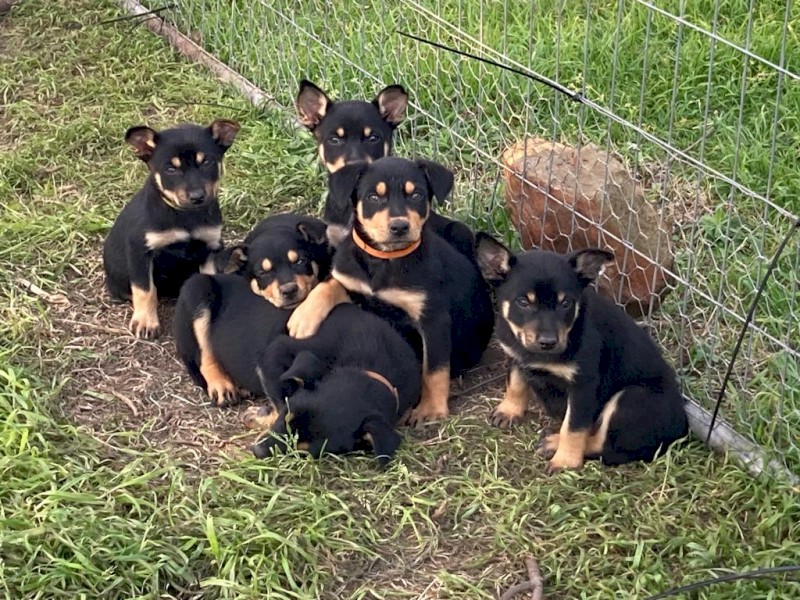 Kelpie puppies