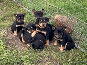 Kelpie puppies