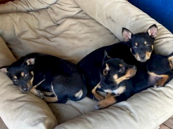 Kelpie puppies