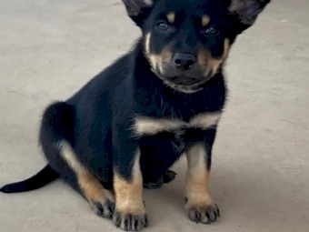 Kelpie puppies