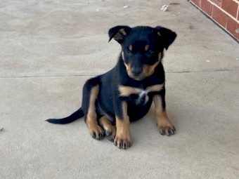 Kelpie puppies