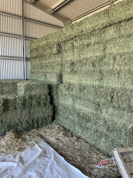 Lucerne Hay Irrigated Small Squares