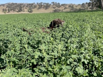 Lucerne Hay Irrigated Small Squares