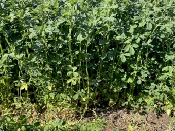 Lucerne Hay Irrigated Small Squares