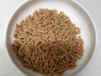 WANTED Khorasan Wheat