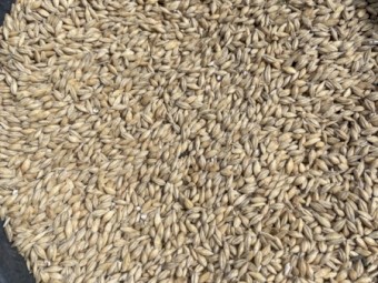 Feed Barley