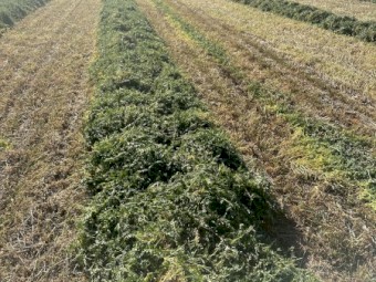 Pure vetch hay