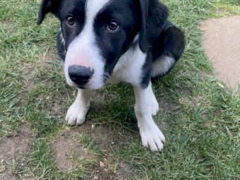 Pedigree border collie 