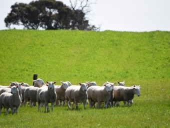 Border Leicester Rams 2022 drop