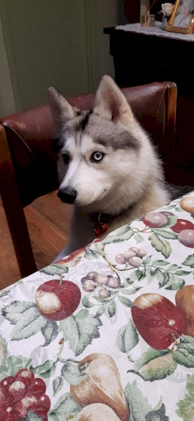 Siberian Huskey