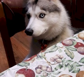 Siberian Huskey
