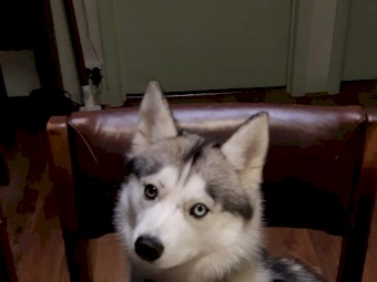 Siberian Huskey